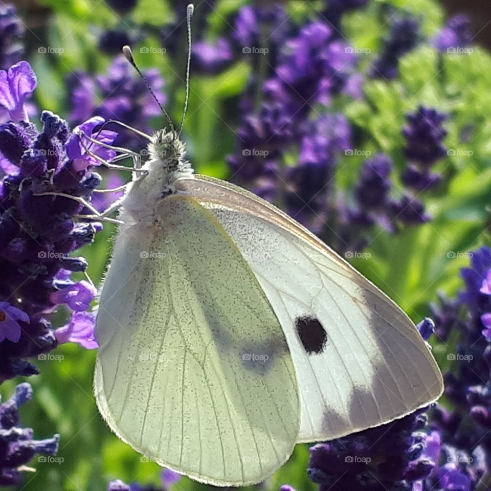 Butterfly Lavender Summer Garden Beautiful Summers Day. Plants that attract butterflies. Beautiful flowers Pretty cabbage White