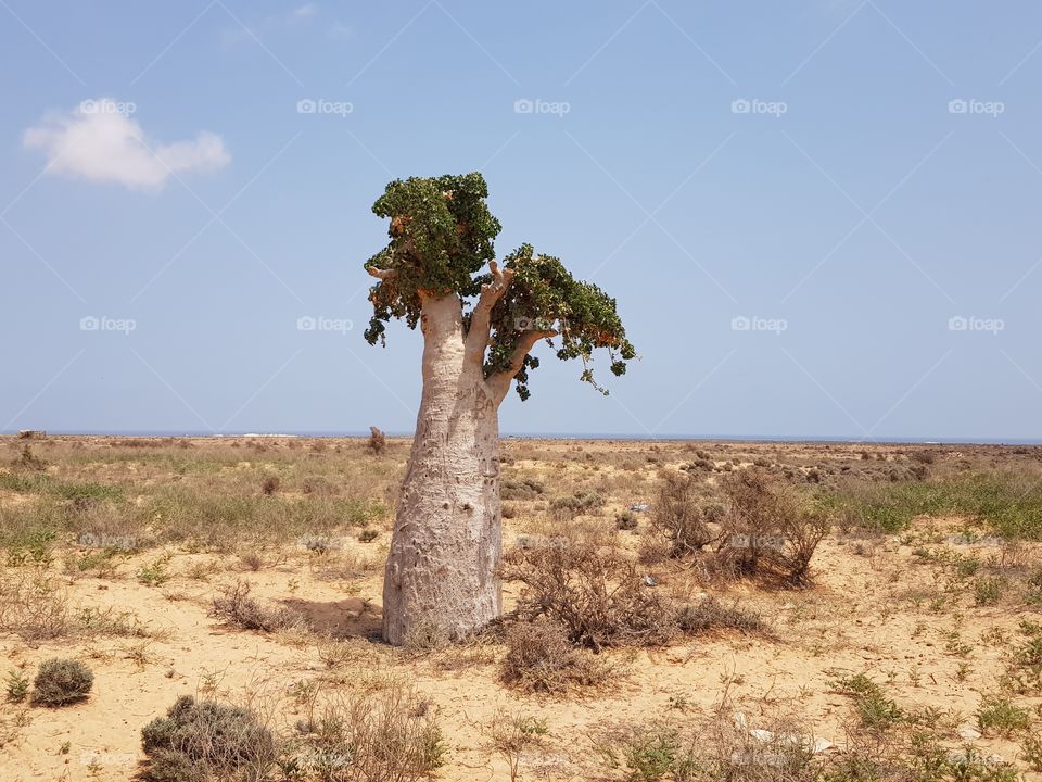 Lone unique cucumber tree at Socotra island, Yemen