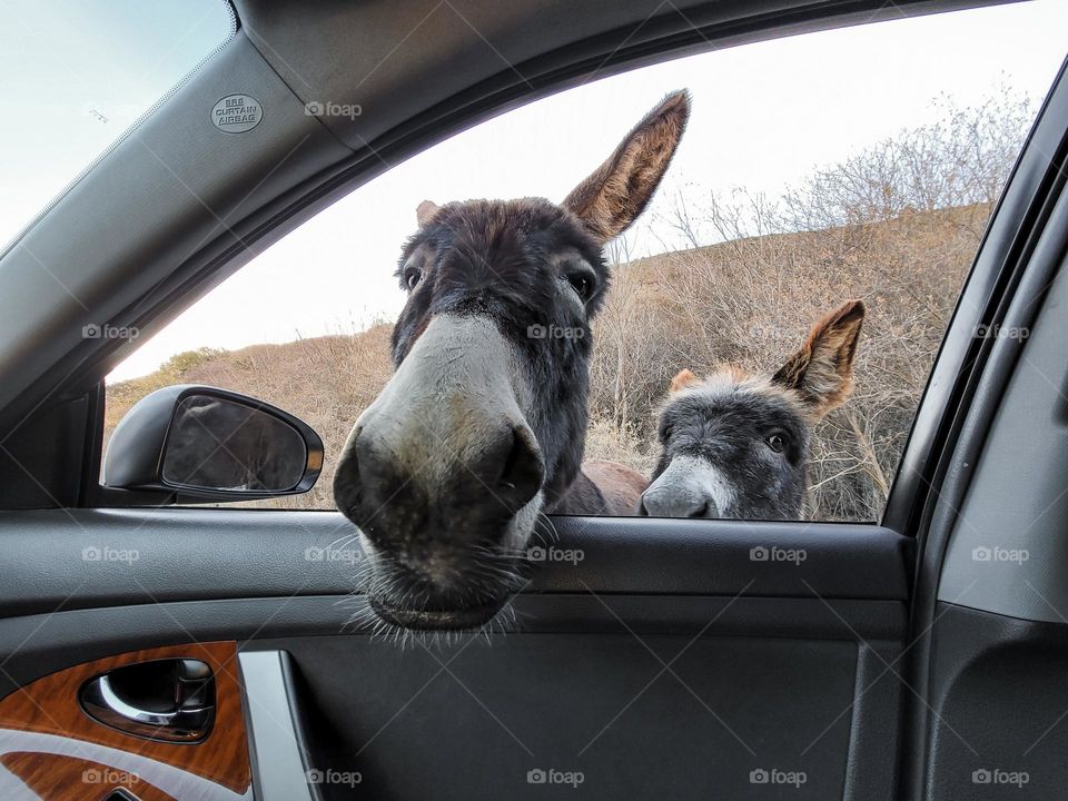 donkeys funny portrait . animal concept