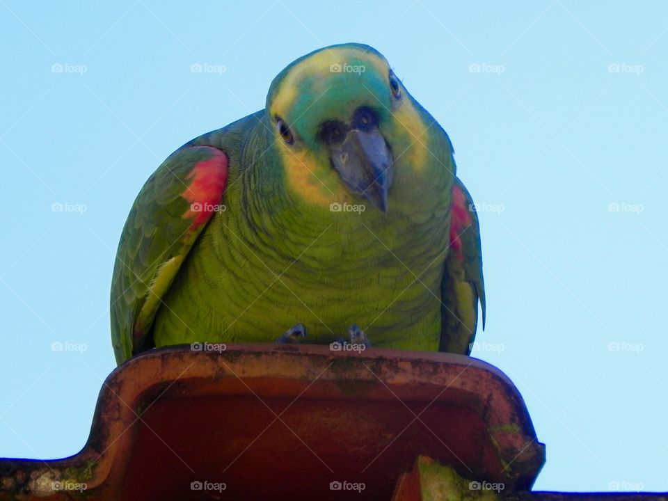 Brazilian parrot 