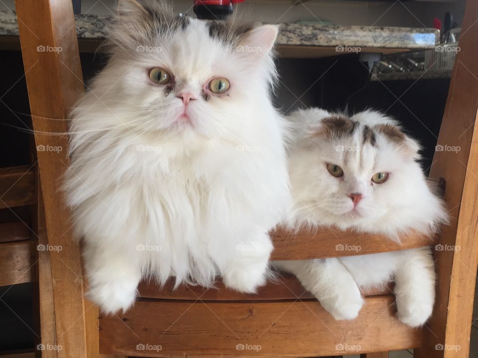 Two kitties named Furgus (left) and Finlay (right). They are from the same breeder and their brothers! Furgus is a Scottish fold and Persian mix. And Finlay is a Scottish fold and has folded ears! 