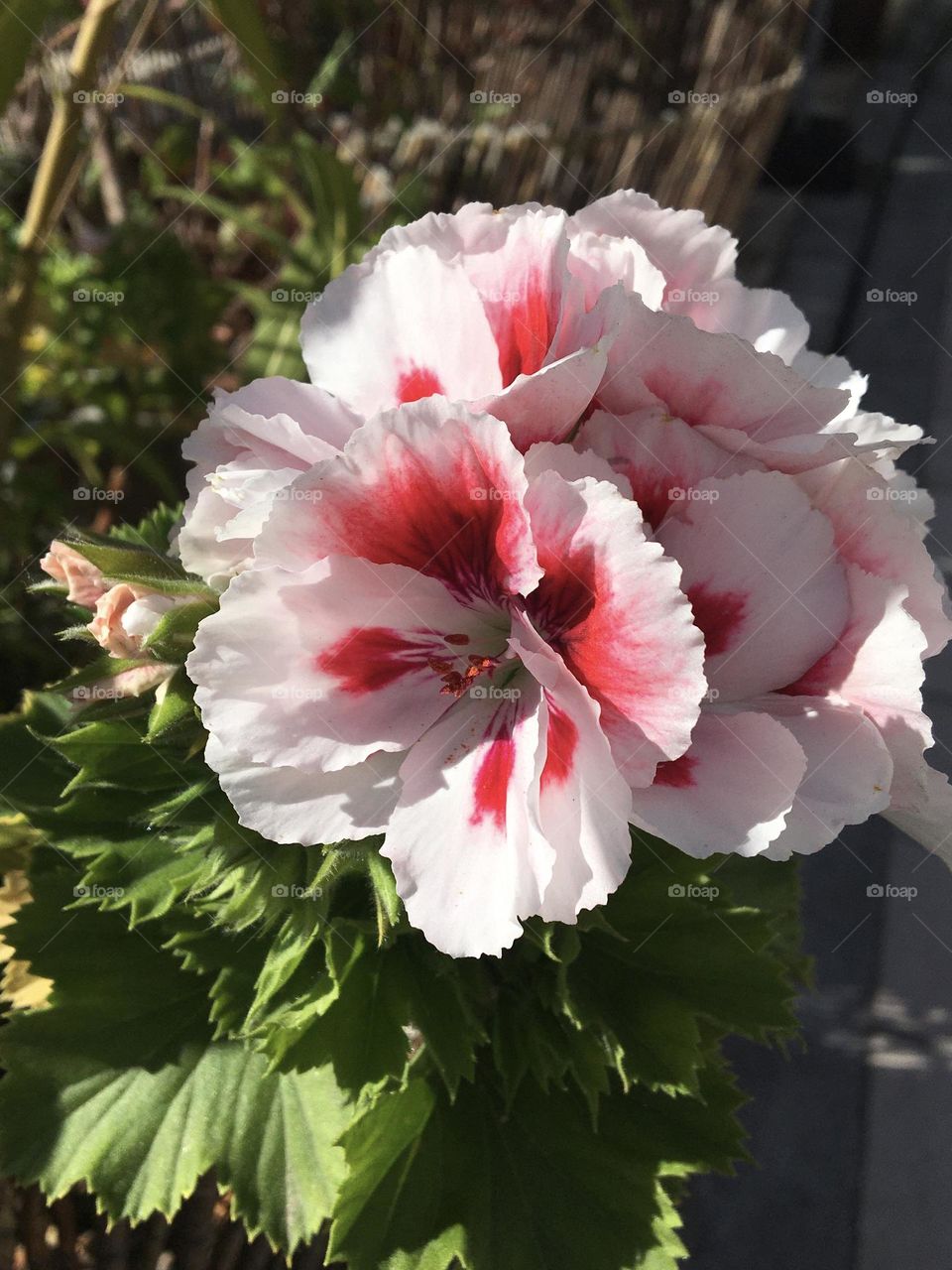 Sunny bicolor pelargonium flower