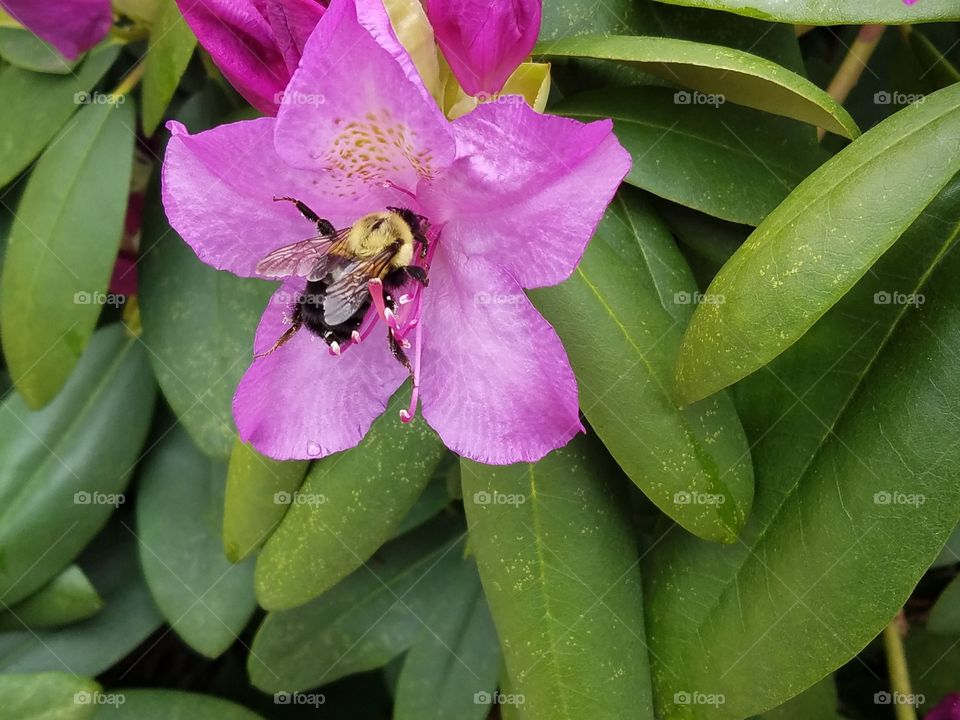 bumble bee collecting nectar from Rhodroden bush