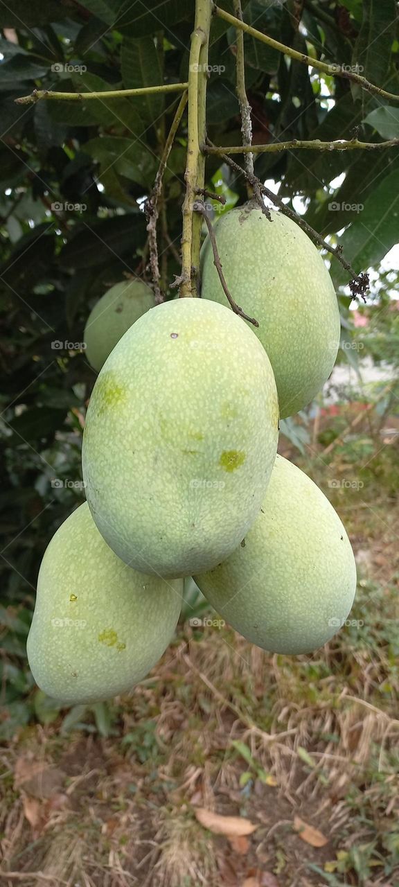 Mango or mempelam is the name of a type of fruit, as well as the name of the tree. Mango belongs to the genus Mangifera