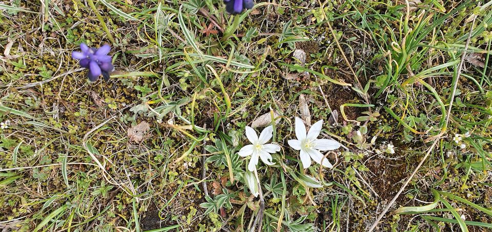 Two white flowers