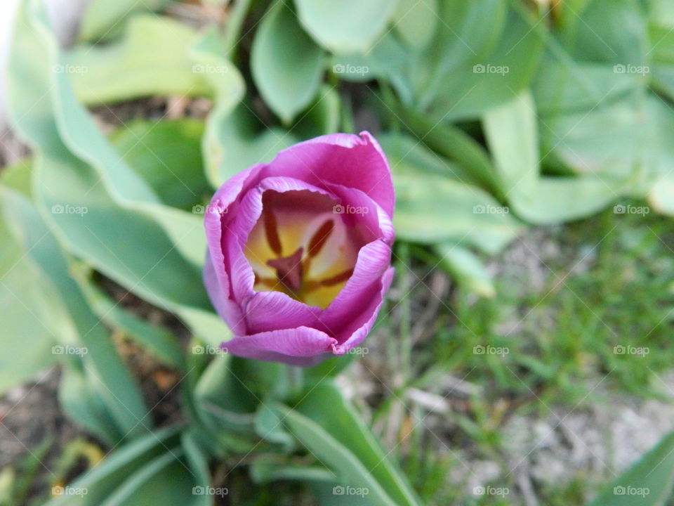 Purple Tulip. This is from my garden.