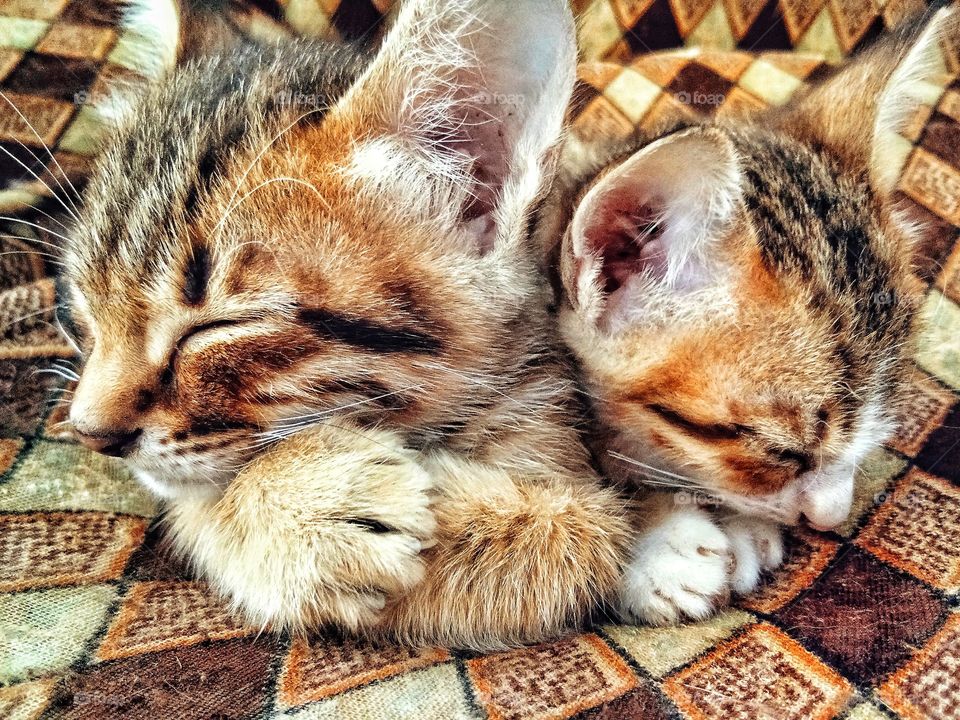 two sleeping kittens.