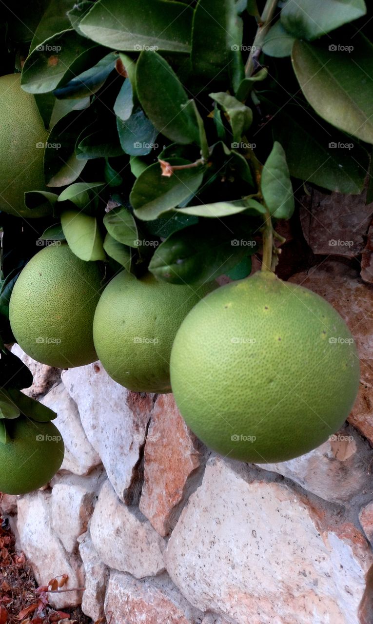 Citrus maxima