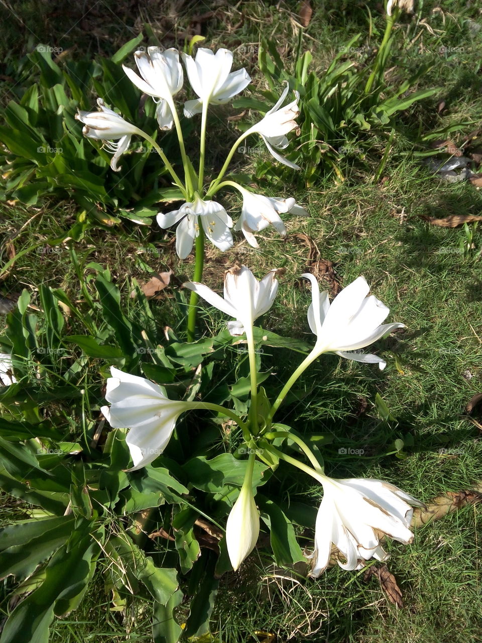 white flower. at village