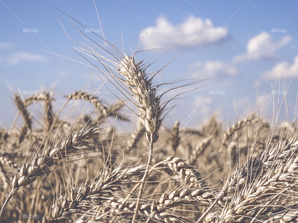 wheat field