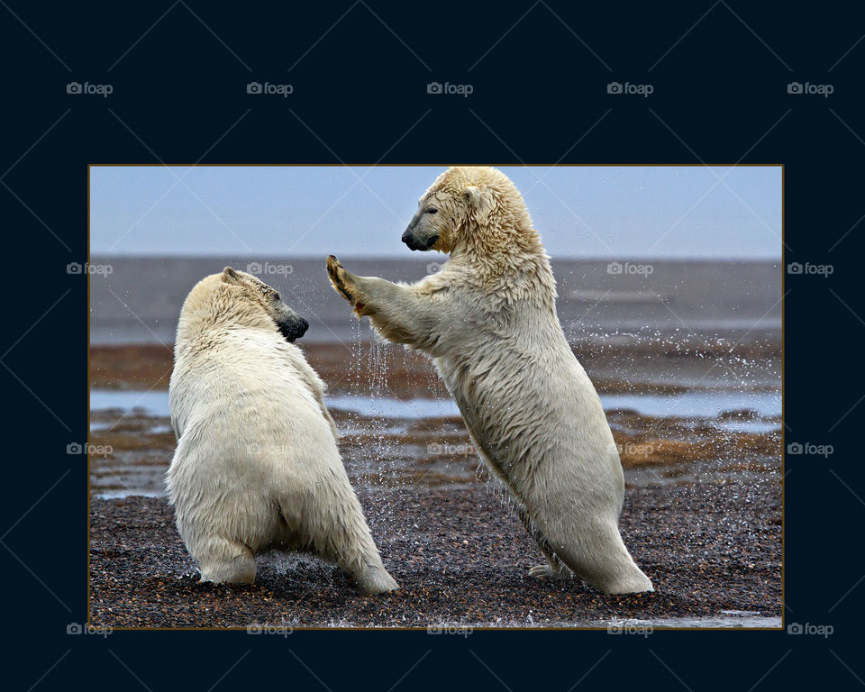 Wrestling Polar Bears