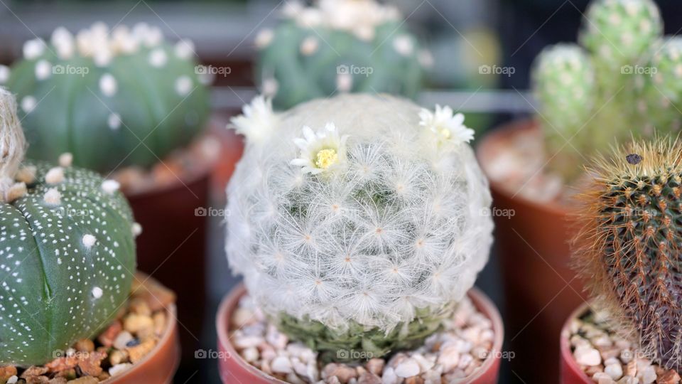 cactus flowers