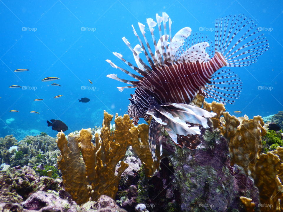 The underside of the Great Barrier Reef