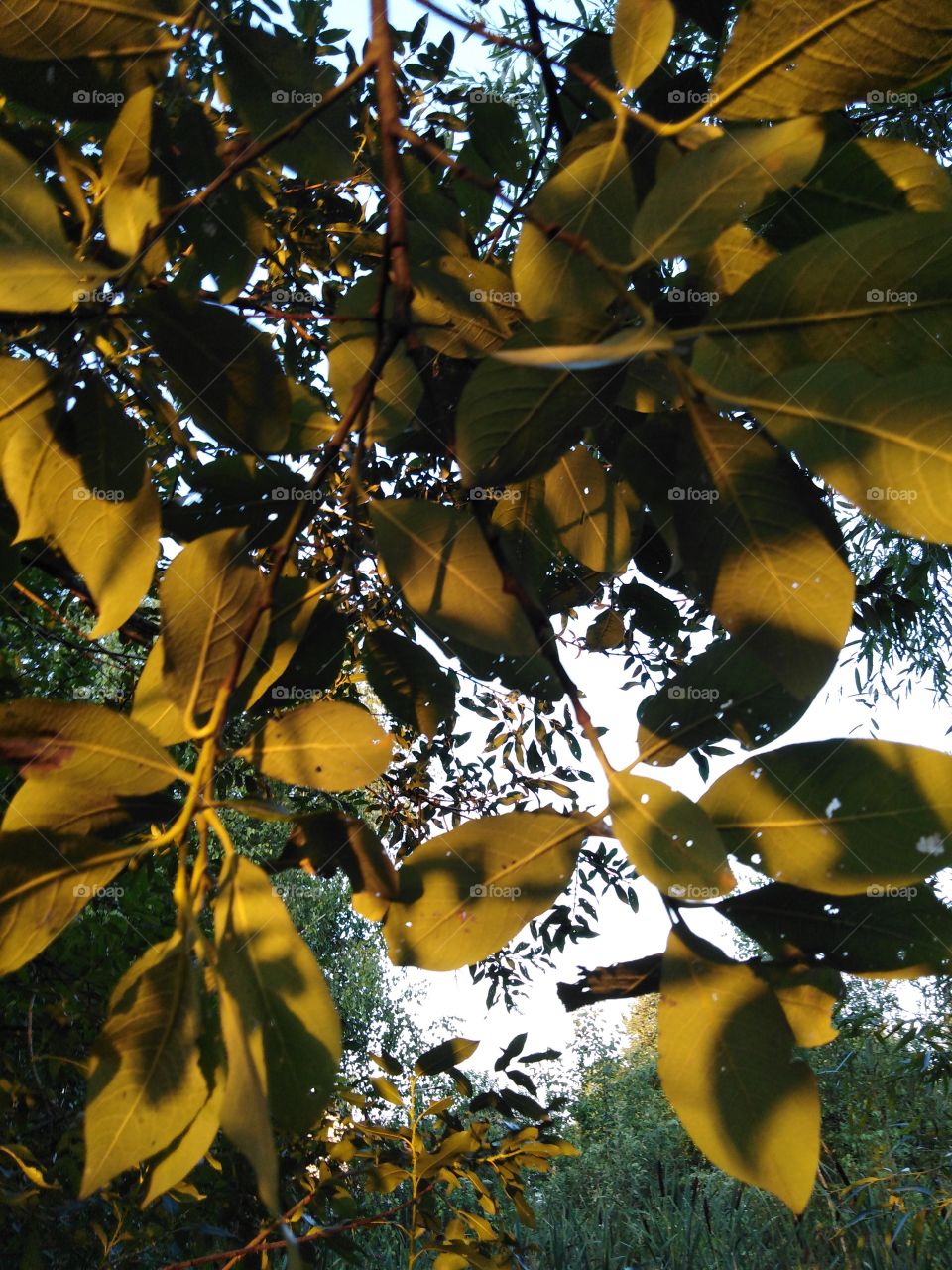 Листья на солнце