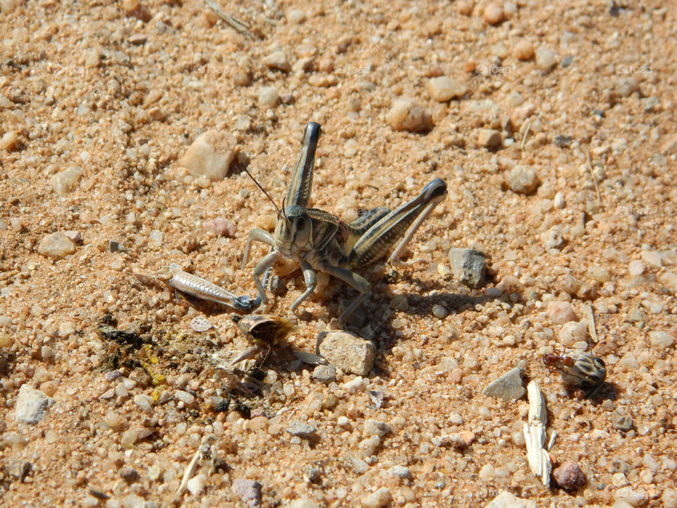 summer arizona grasshopper locust by katers596