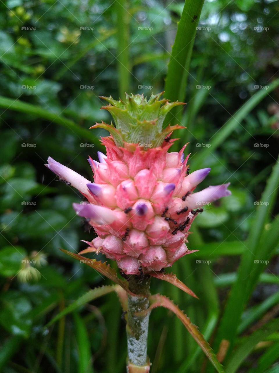 Ananas comosus flower or Mini Pineaple