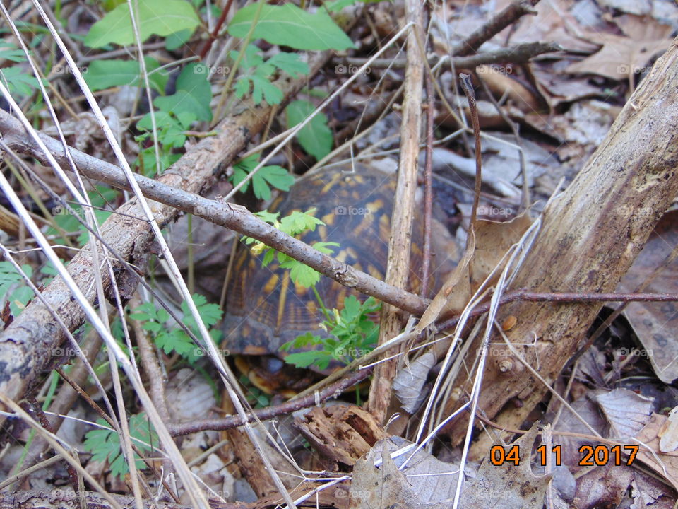 box turtle hiding in the woods