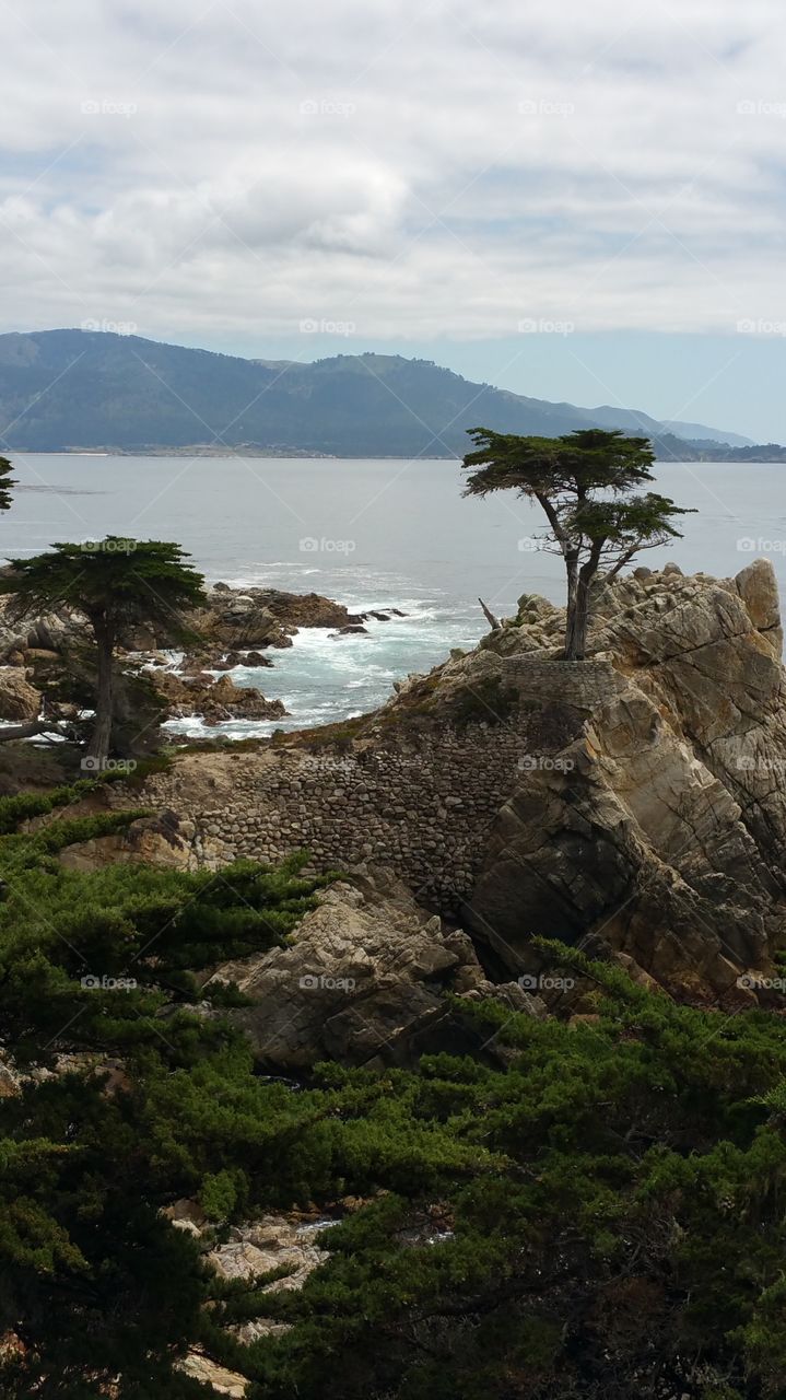 Lone Cyprus. It's on the 17 mile drive in Monterey. 