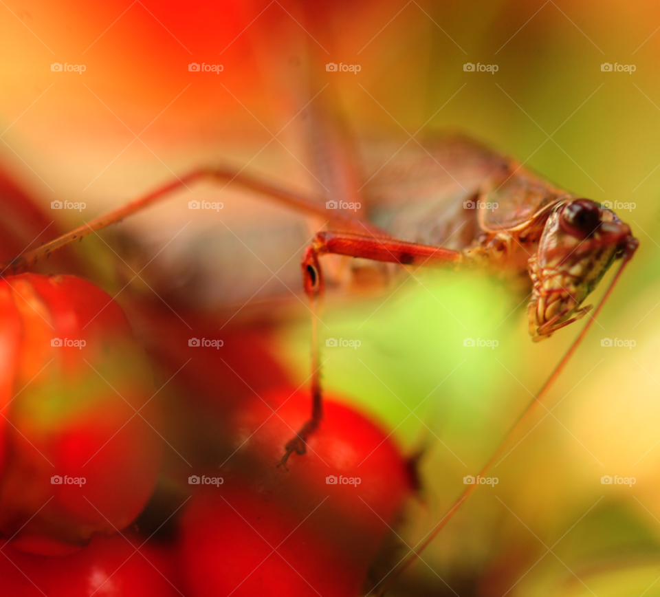 macro insect bug grasshopper by lightanddrawing