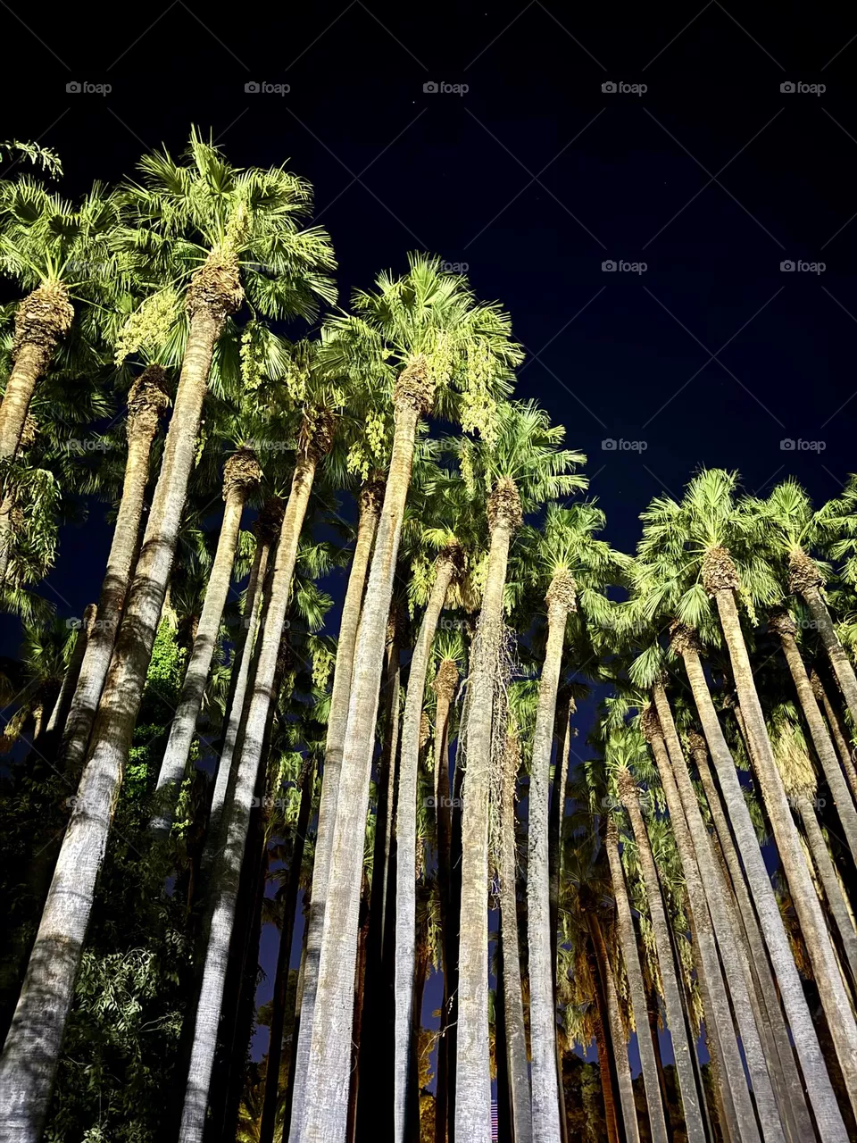 Palm grove against the night sky