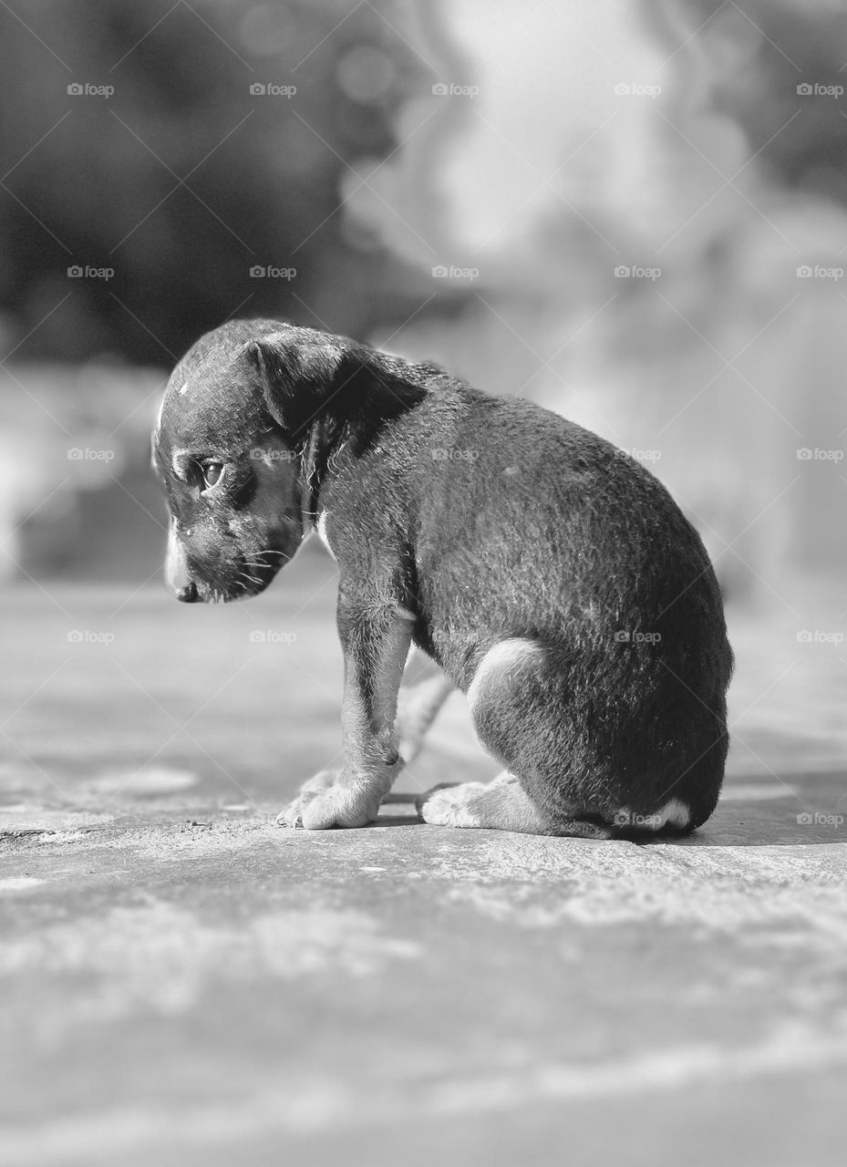 A puppy in sad - Monochromatic 