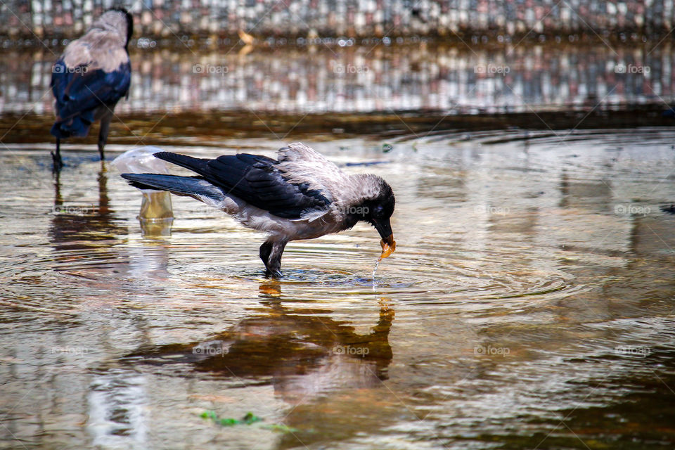 Raven at the water pond