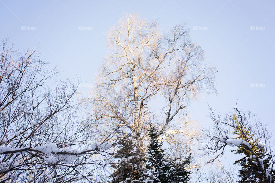 Birch tree in winter