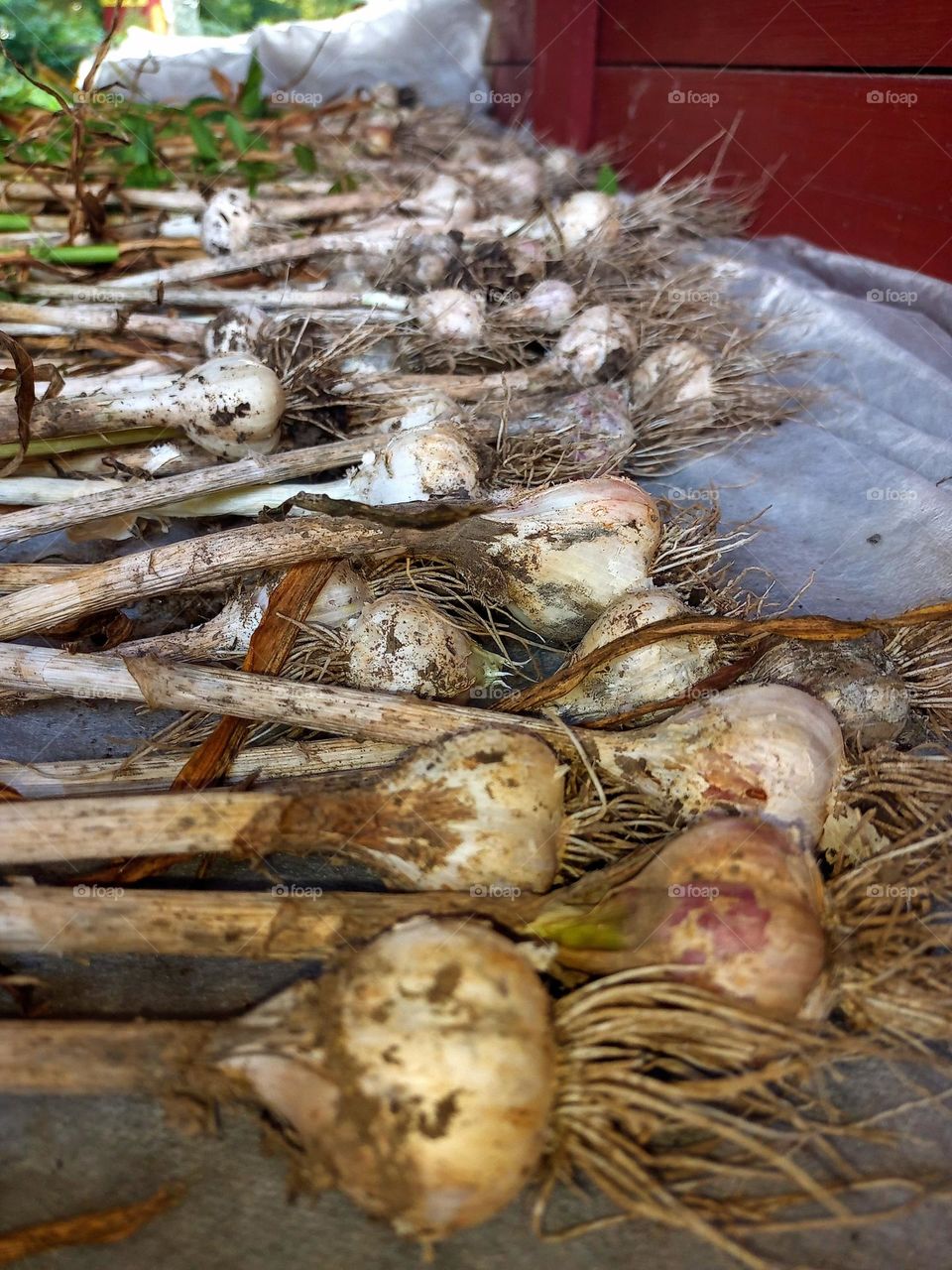 Garlic Harvest