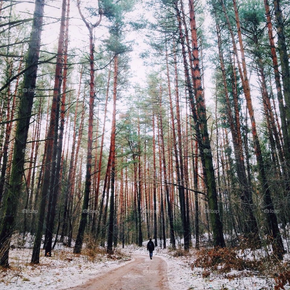 Winter wood