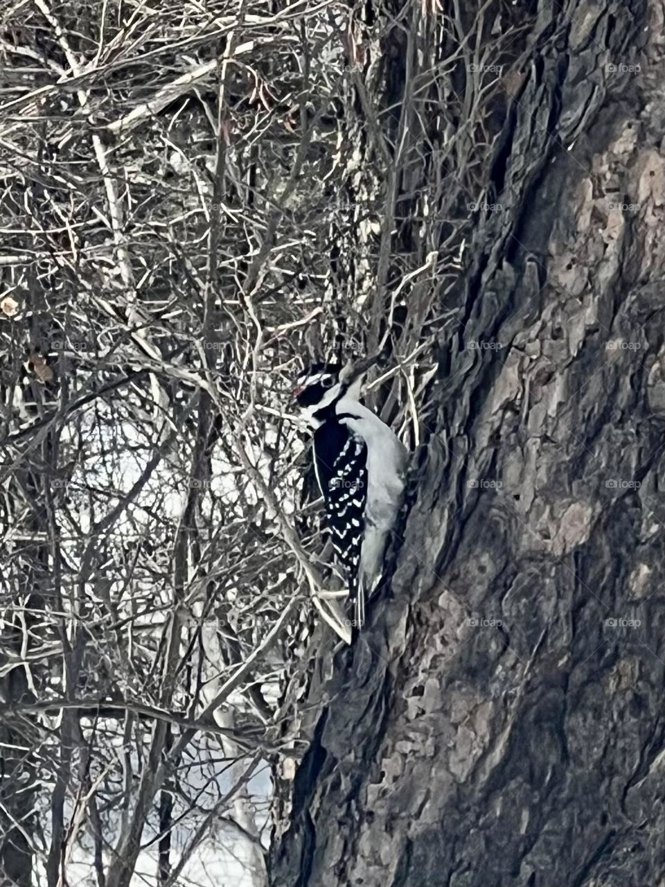 Woodpecker 