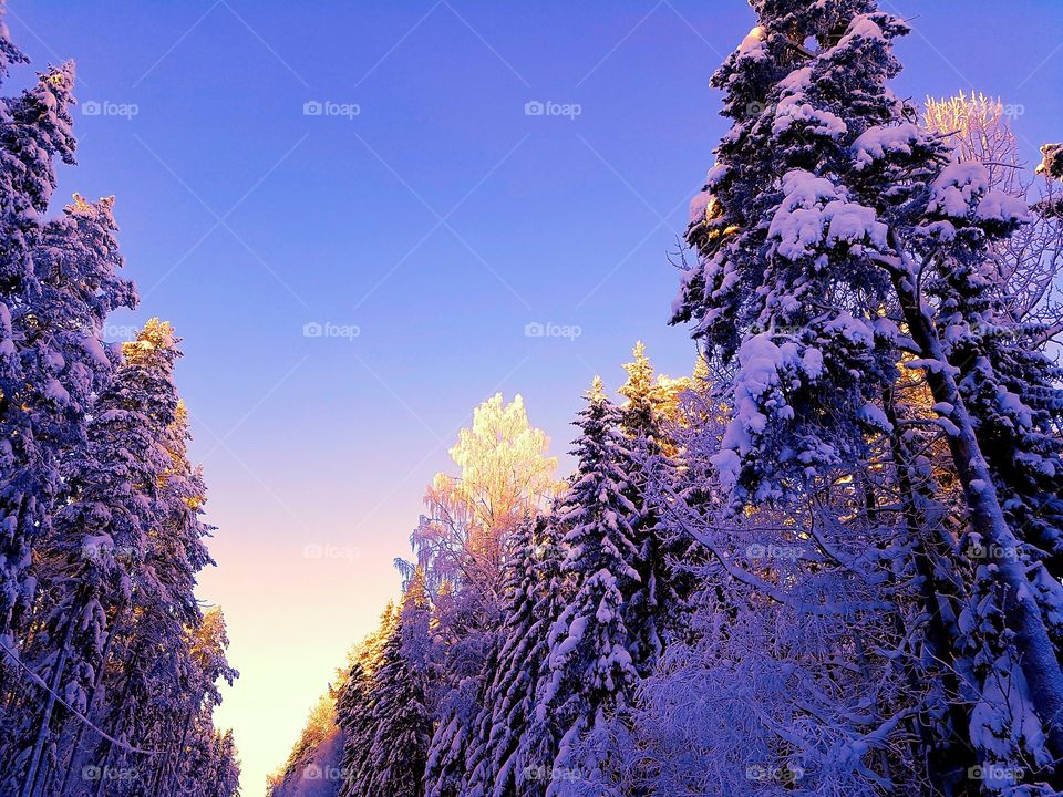 forest in narure reserve....bälingeberget