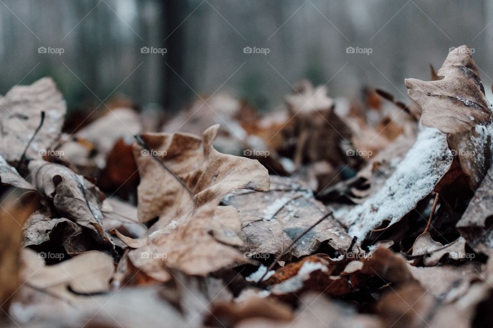 Fall, Nature, Wood, Winter, Leaf