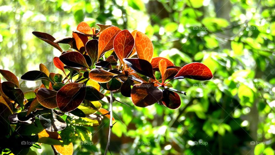 translucent leaves 