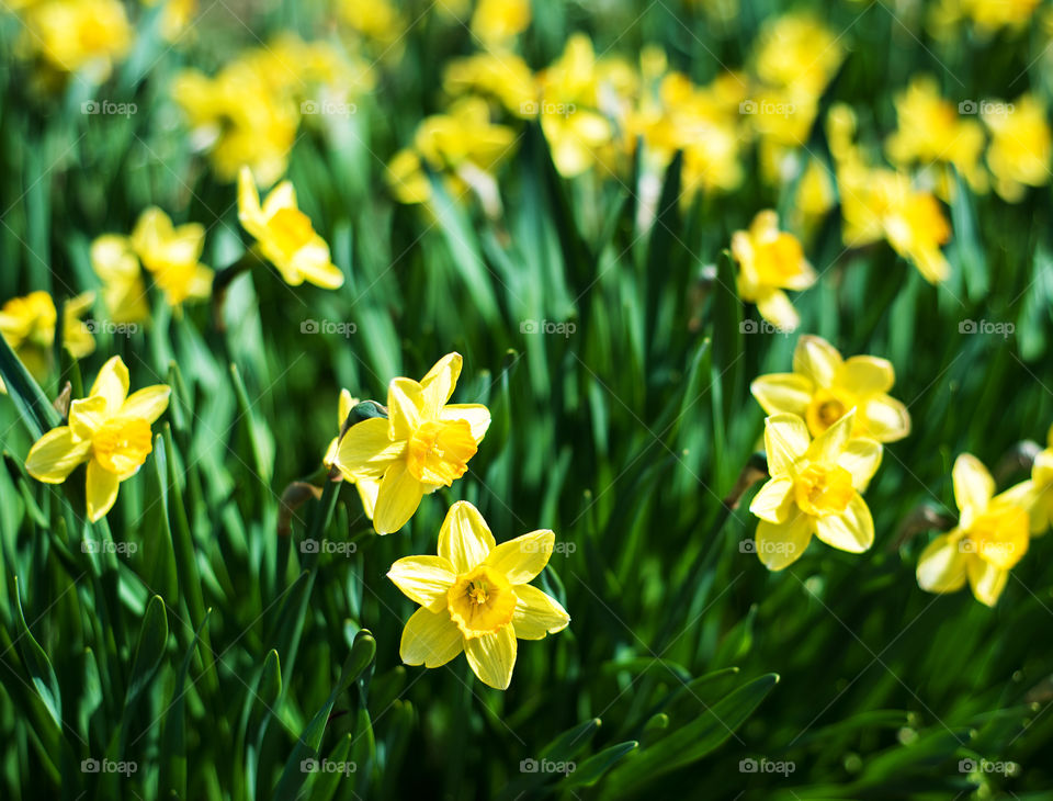 Daffodils 