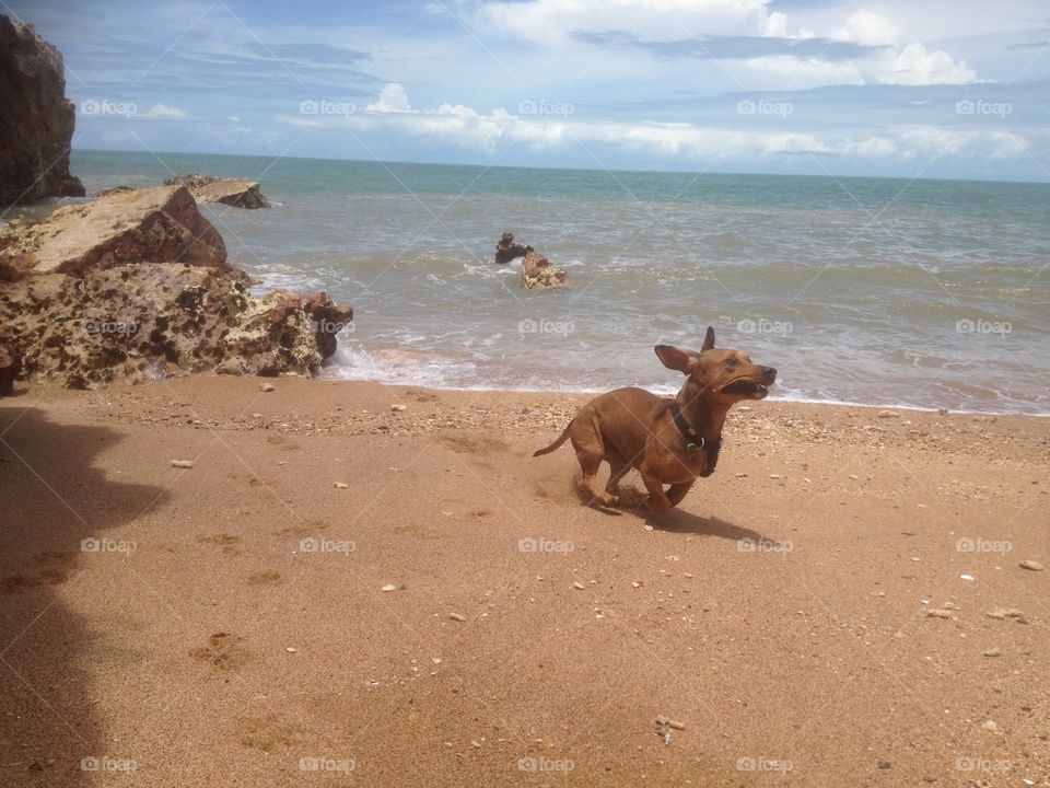 Monty the sausage dog at the beach
