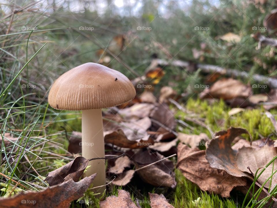 Treasures of the forest 