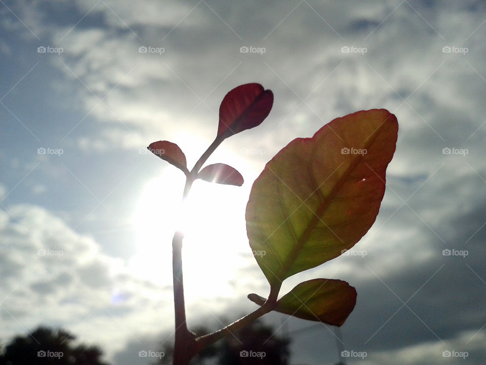 Low angle view of plant