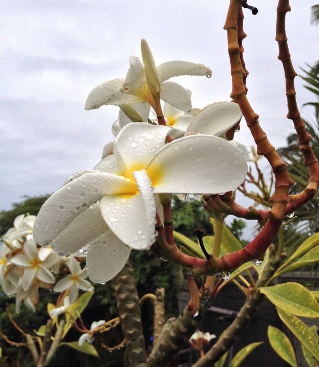 plumeria