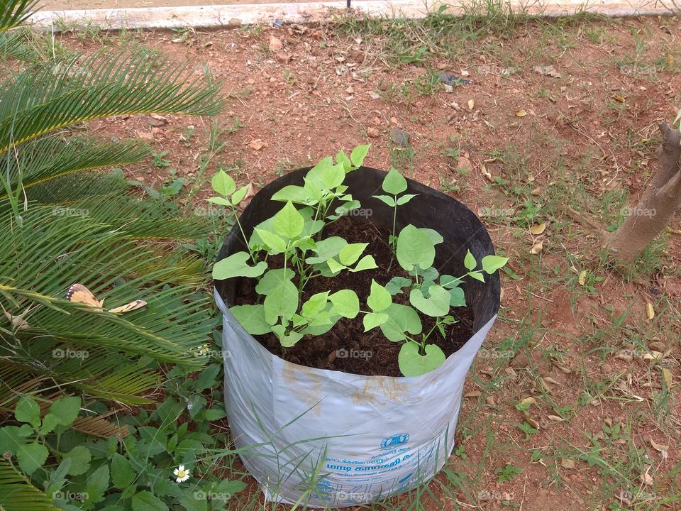 save trees save formers