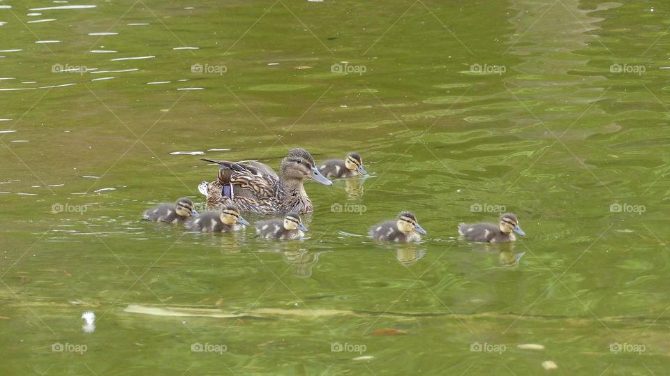 Duck family in a park
