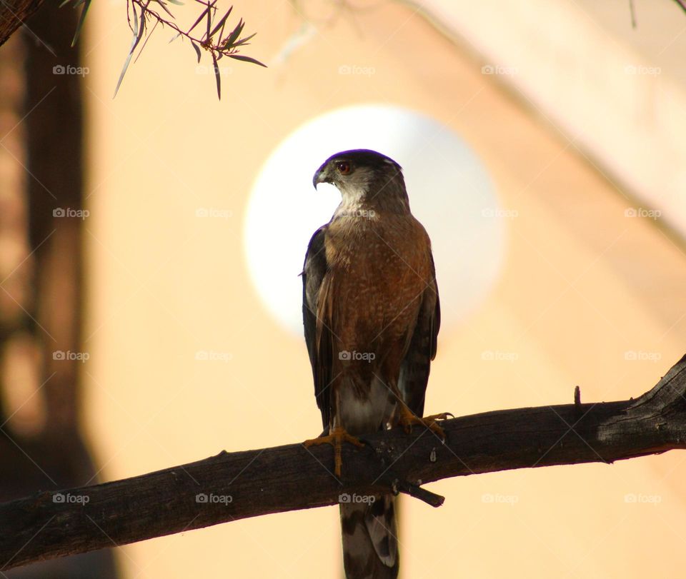 cooper 's hawk and shadow