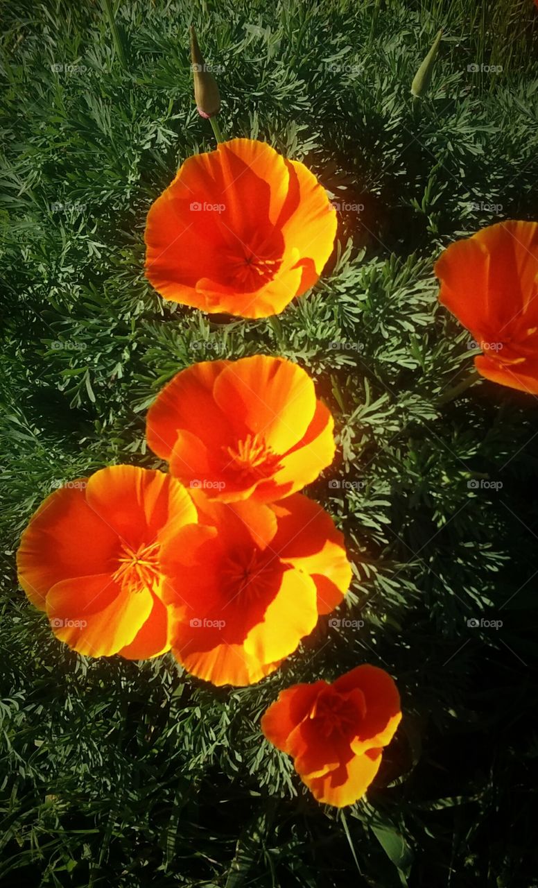 pretty orange flowers