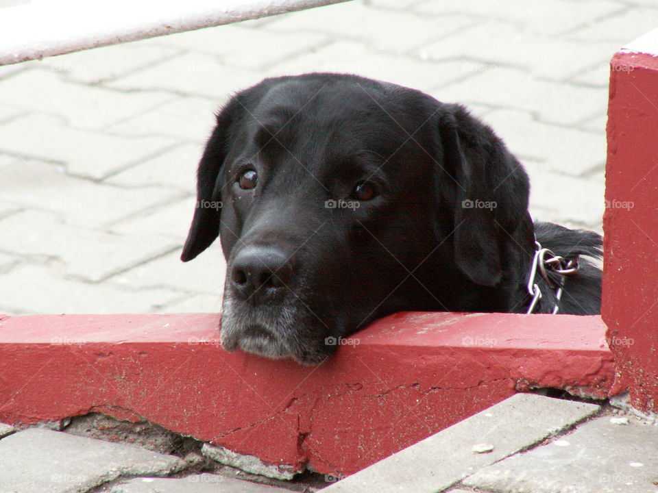 big dog. Labrador.