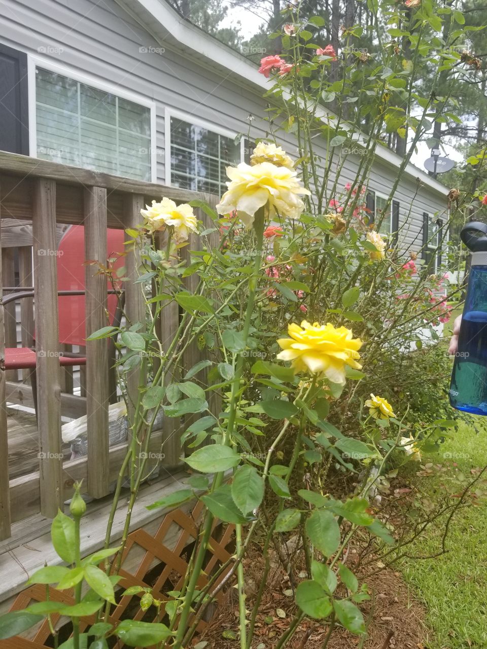 Yellow Rose Bush outside country home