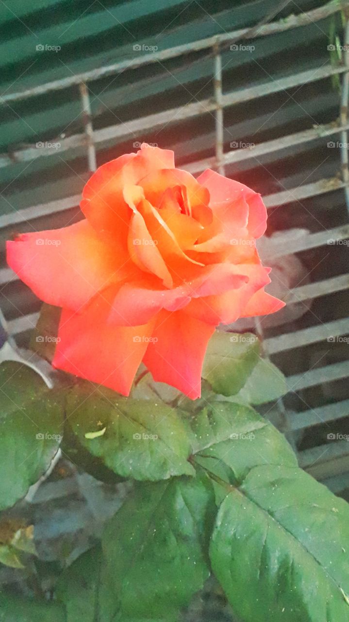 rosa 1