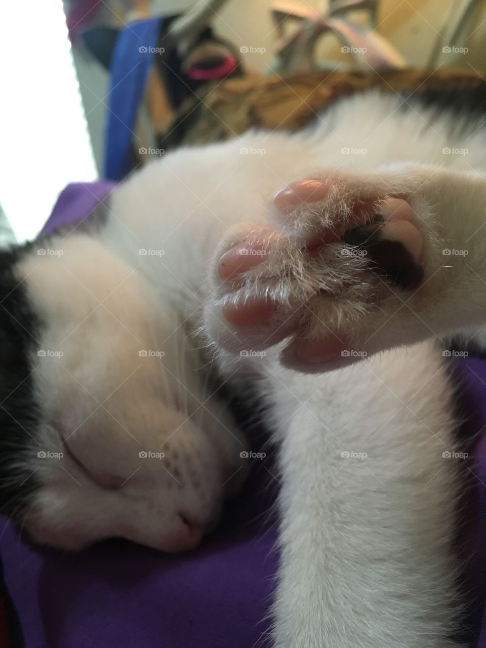 Sassy toe beans