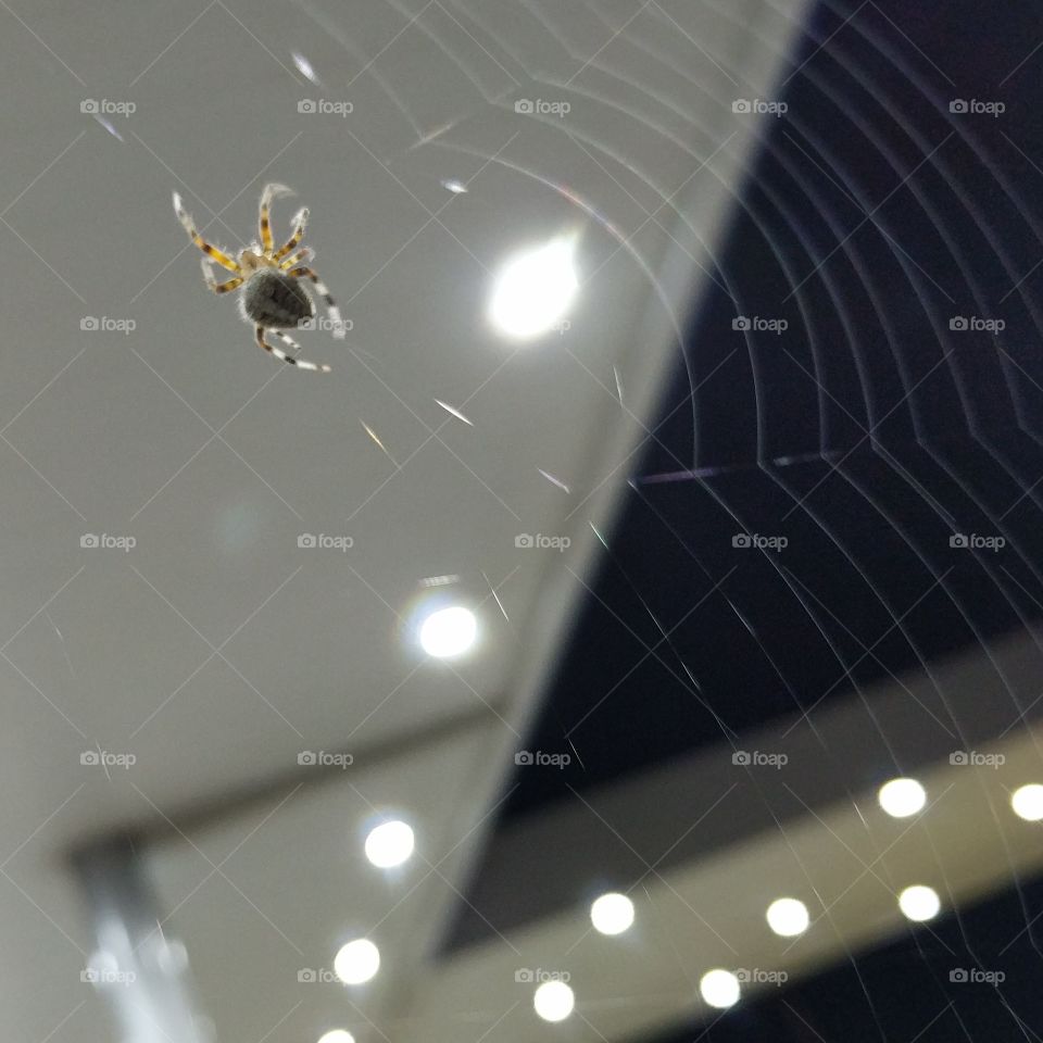 Spider, Light, Web, No Person, Abstract