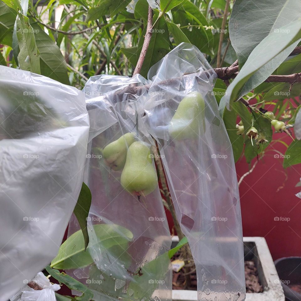 guava fruit wrapped in a plastic bag