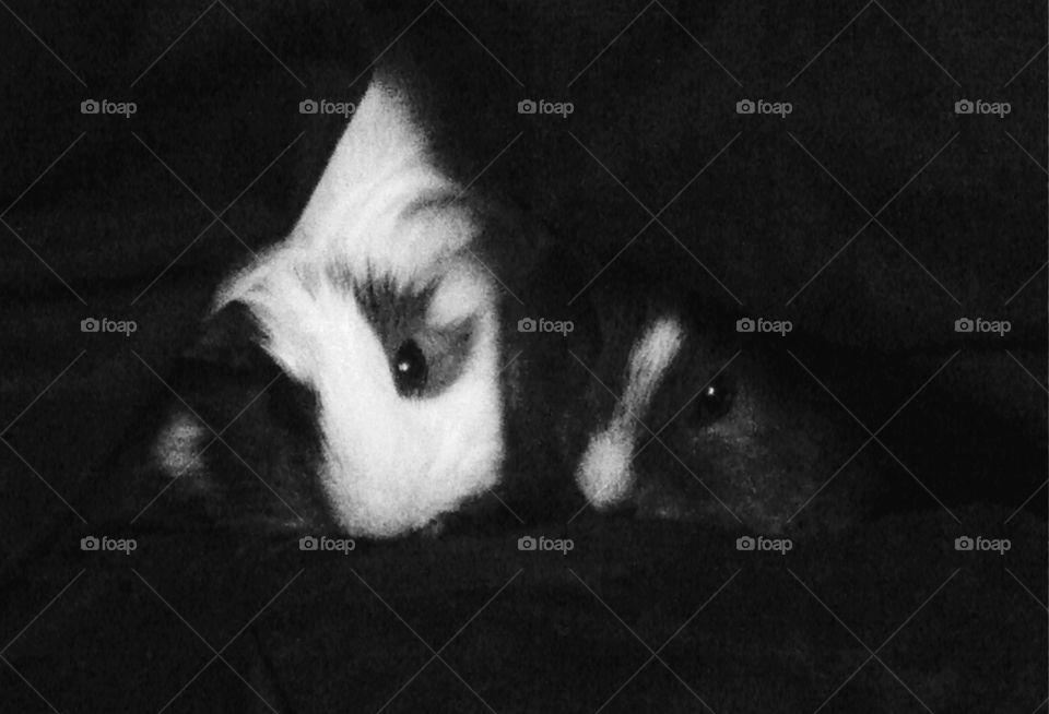 B&W guinea pigs. These are my two babies Sampson(rip) and Louise. They were always best friends and the best cuddlers. 