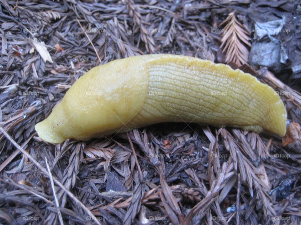 Banana slug in macro image